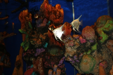 About The Rhythm House and reviews